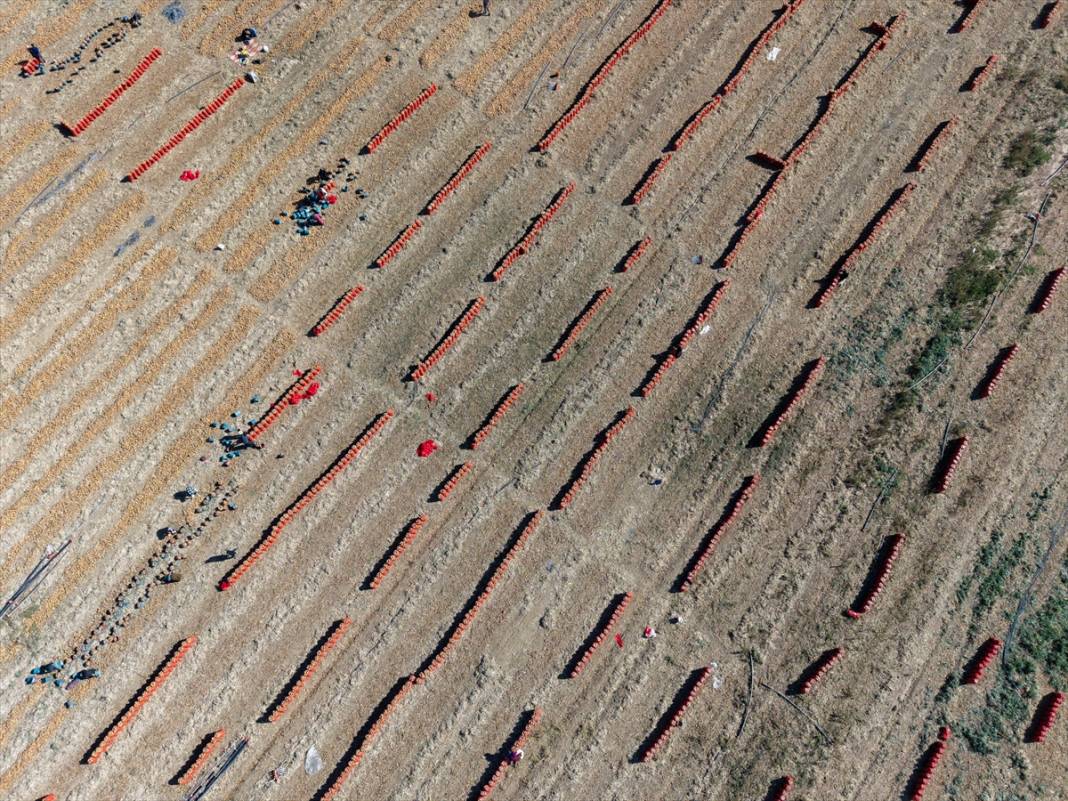 Konya Ovası’nda tablo gibi hasat 1